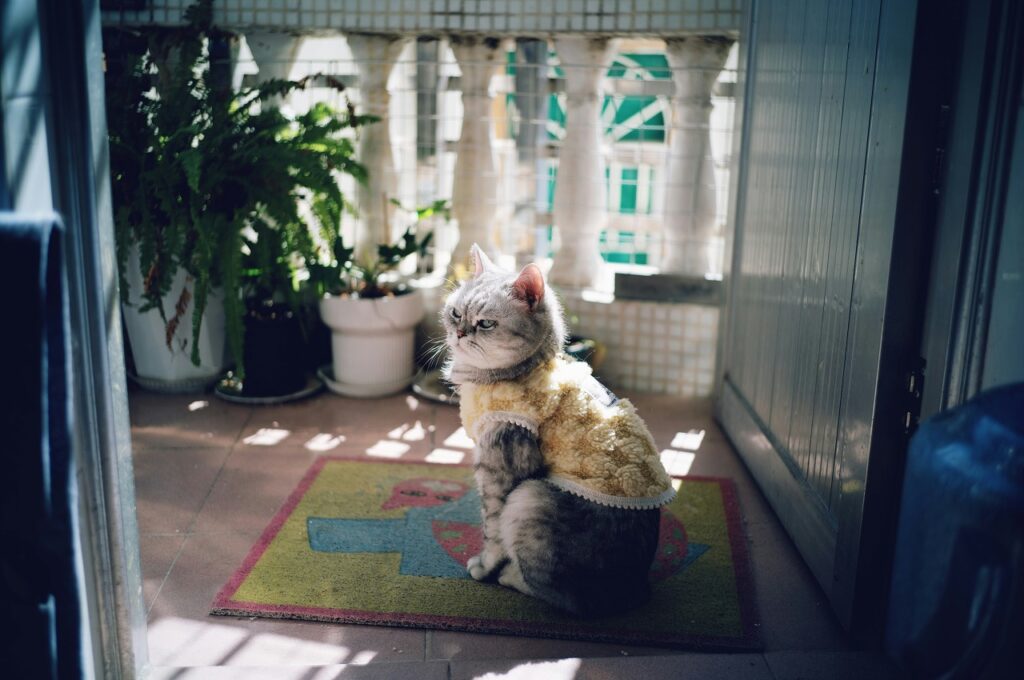 玄関マットが風水において重要な理由